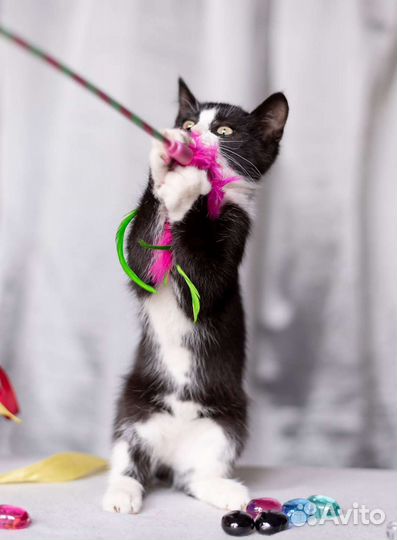 Маркиз 2,5 месяца котенок ищет дом