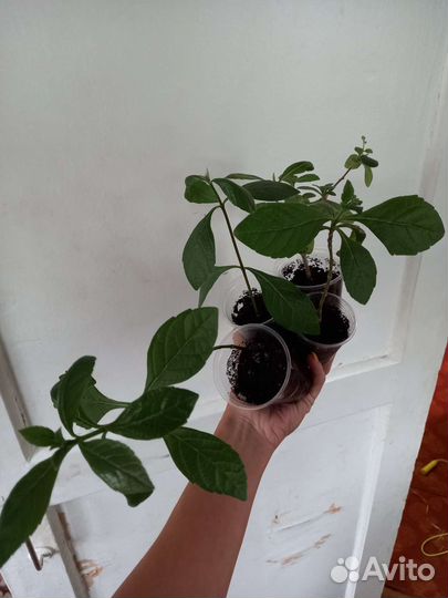 Клеродендрум угандийский