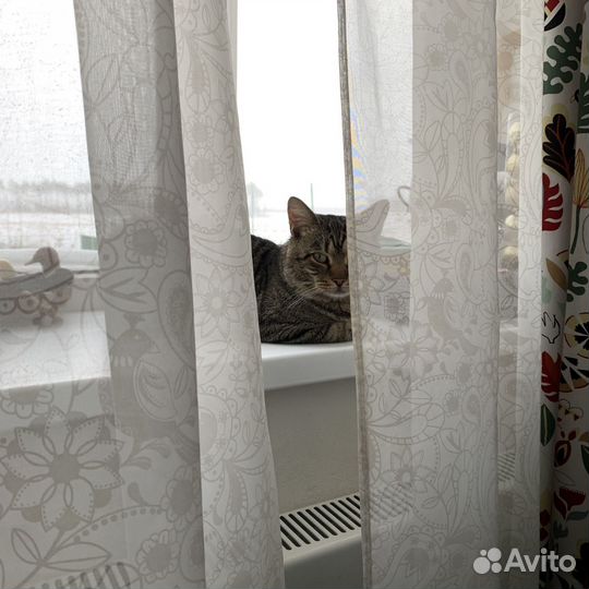 Кот бесплатно