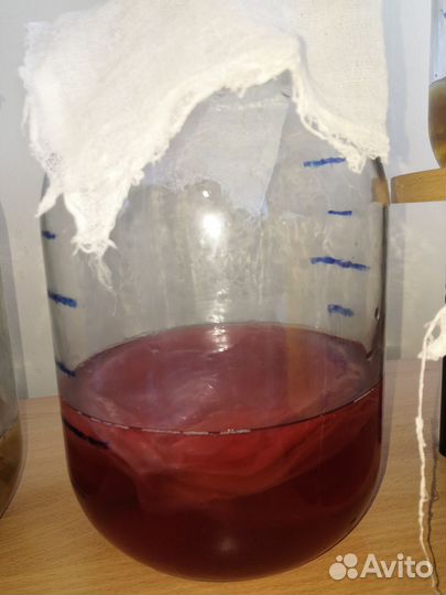 Чайный гриб