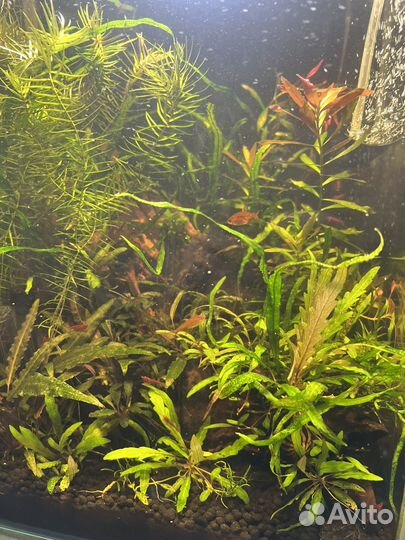 Аквариум Акваэль cube