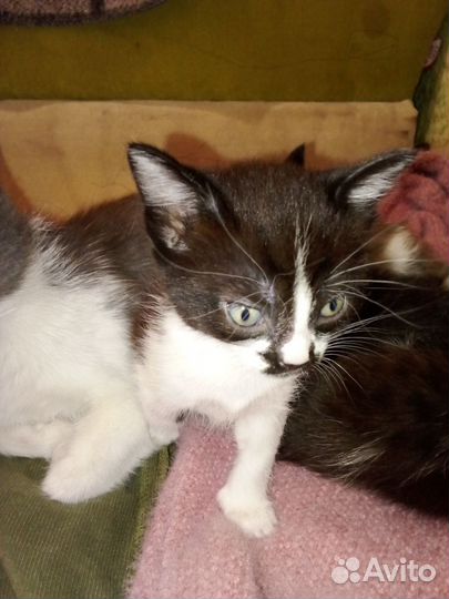 Отдам Котяток