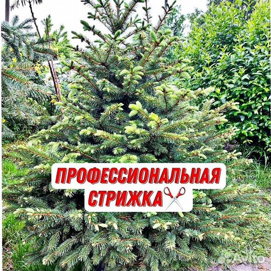 Голубые ели с гарантией доставкой посадкой