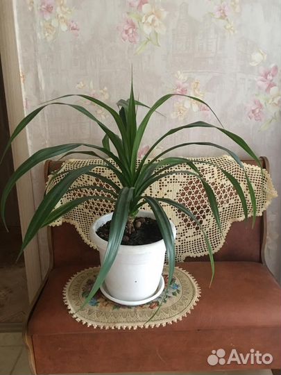 Комнатные цветы