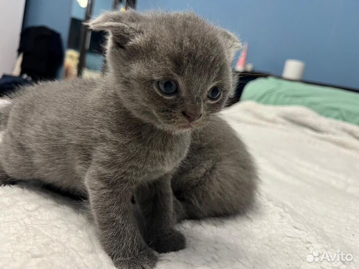 Шотландские вислоухие котята