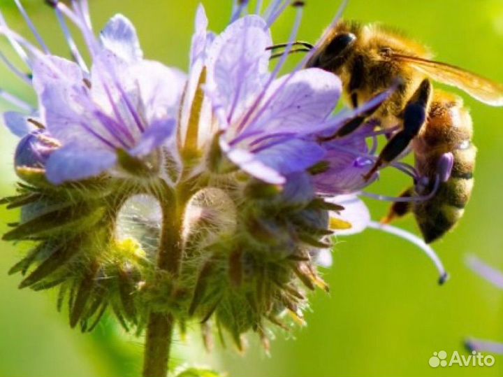Семена Фацелии ГОСТ