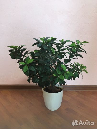 Фикус микрокарпа