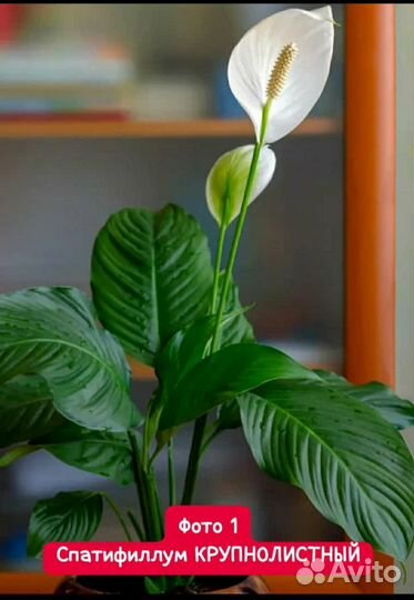 Спатифиллум отводка