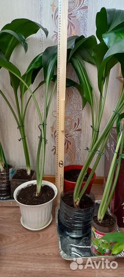 Эухарис или бразильская лилия