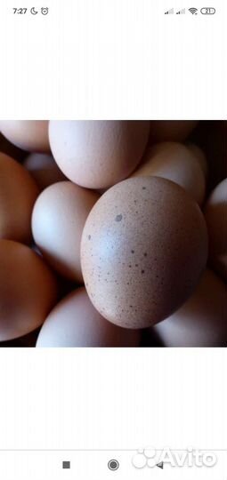 Домашние куриные яйца