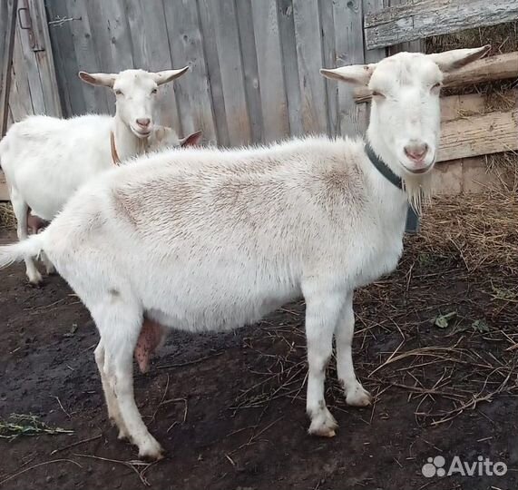 Зааненская коза