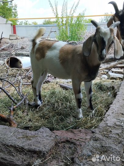 Козлята