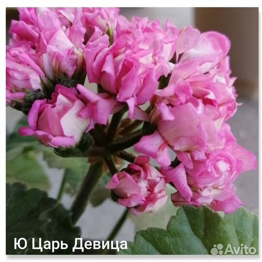 Герань пеларгония