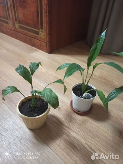 Комнатные растения цветы