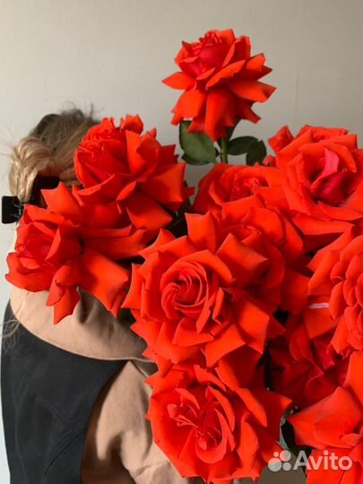 Алые французские розы