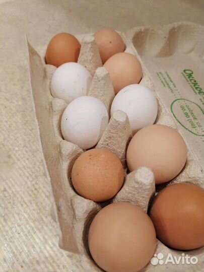 Инкубационное яйцо