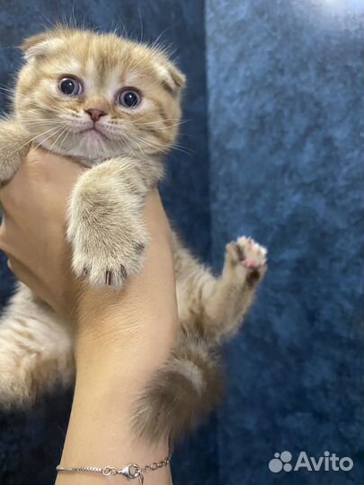 Шотландская