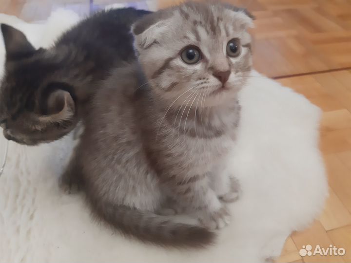 Британские котята