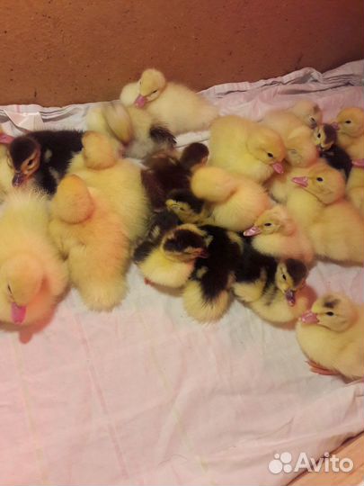 Индоутята (утята мускусной утки)