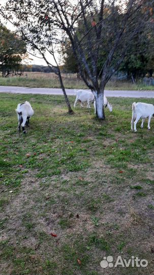 Козел и козы