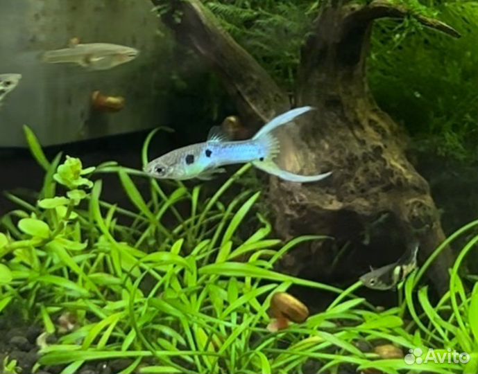 Гуппи эндлера эль тигре зеленая