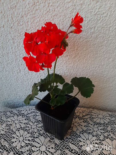 Пеларгонии (герани) разных сортов