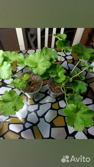 Пеларгония сортовая,коллекционная