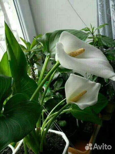 Калла эфиопскаяСкумпия-париковое дерево,хризантемы