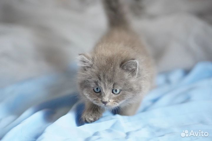 Тыгыдык британский котенок девочка
