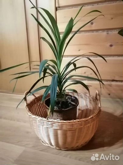 Корзина кашпо