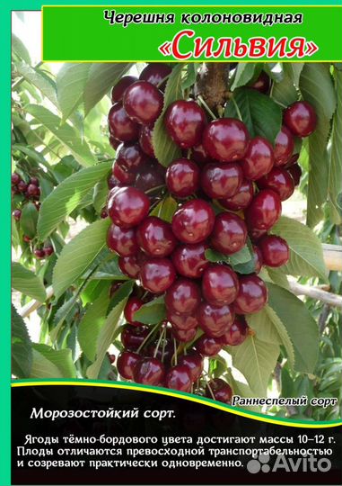 Саженцы черешни колоновидной