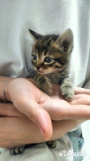 Котята в добрые руки бесплатно