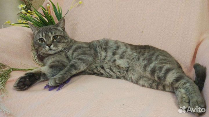 Кот помесь с британской