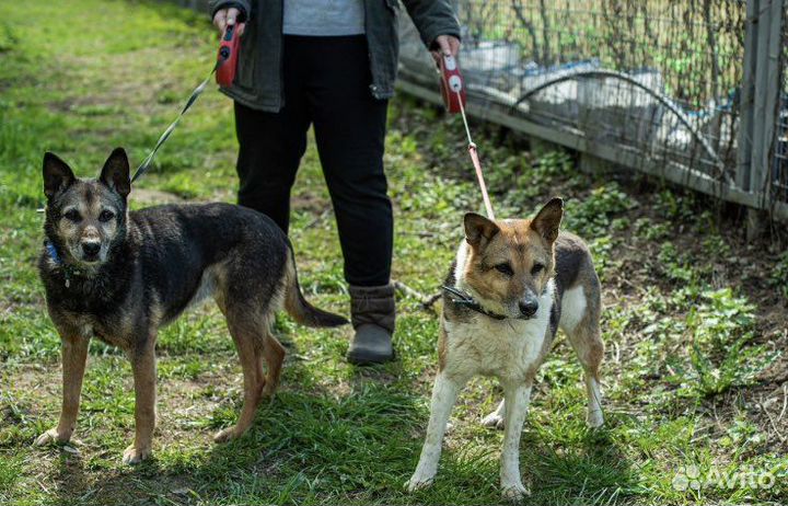 Наши пожилые сестрички ищут дом
