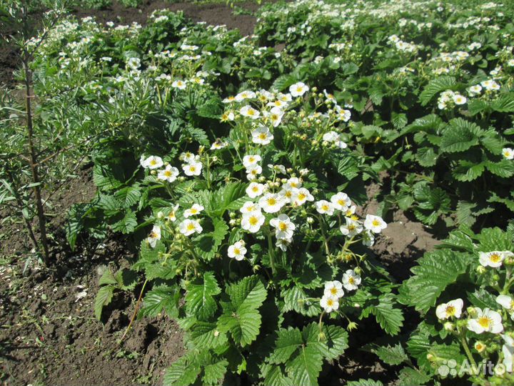 Рассада земклубники Раиса