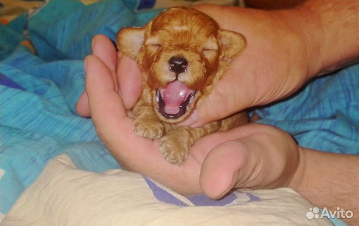 Тойчик пуделек мальчик