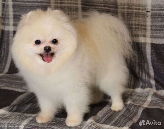 Микро кобель на вязку айс крем