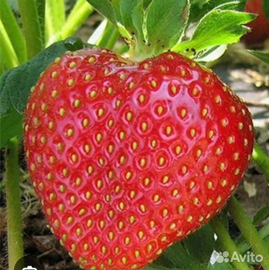 Клубника кимберли карамельная