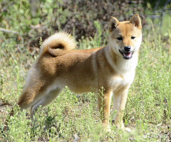 Сиба ину девочка