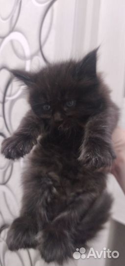 Котята мейн-кун