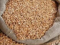 Пшеница зерно, овес.крупа Опт и розница