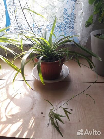 Хлорофитум