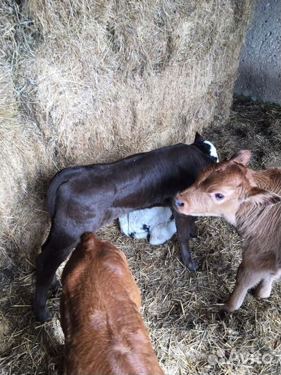 Телята недельные,привозные