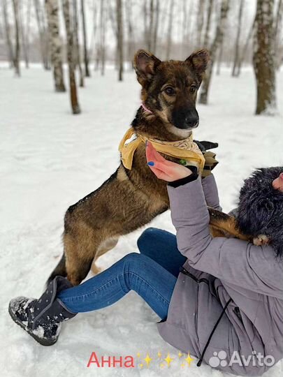 Щенок Тиша ищет дом