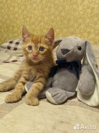 Котята в добрые руки бесплатно коты