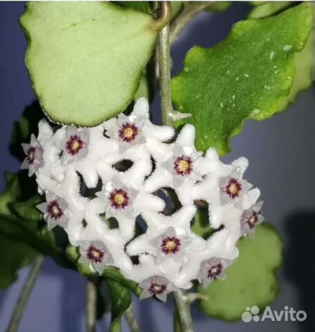 Хойя Каньякумариана