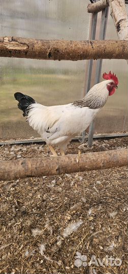 Петухи породы доминант и другие