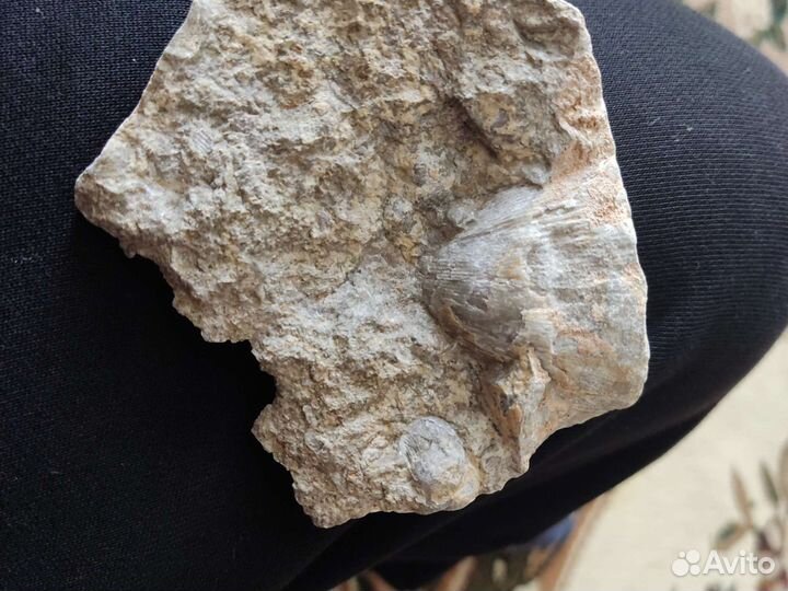 Брахиопода- древняя Оконимелость