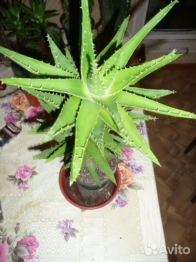 Крупные цветы (кактусы, денежное дерево и алоэ)