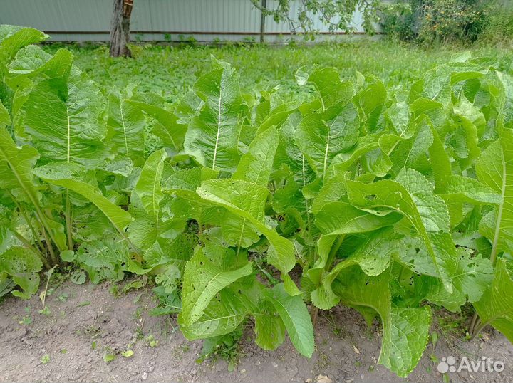 Шикарный хрен 0,5 кг